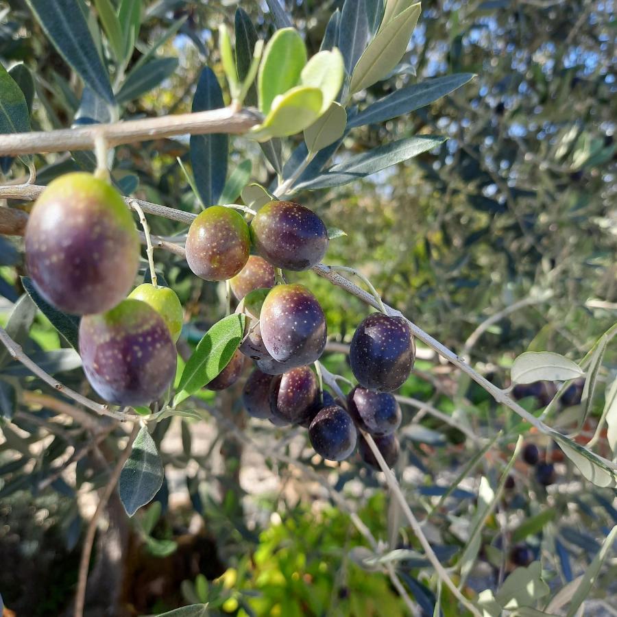 Agriturismo I Ceppi San Casciano in Val di Pesa Εξωτερικό φωτογραφία