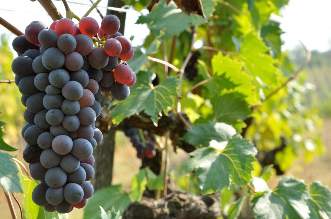 Agriturismo I Ceppi San Casciano in Val di Pesa Εξωτερικό φωτογραφία
